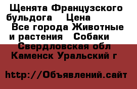 Щенята Французского бульдога. › Цена ­ 45 000 - Все города Животные и растения » Собаки   . Свердловская обл.,Каменск-Уральский г.